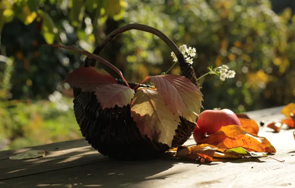 Картинка осень, листья, яблоко, боке, лукошко, композиция
