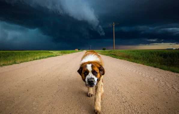 Картинка дорога, небо, собака