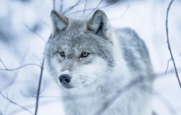Картинка зима, глаза, взгляд, снег, волчица