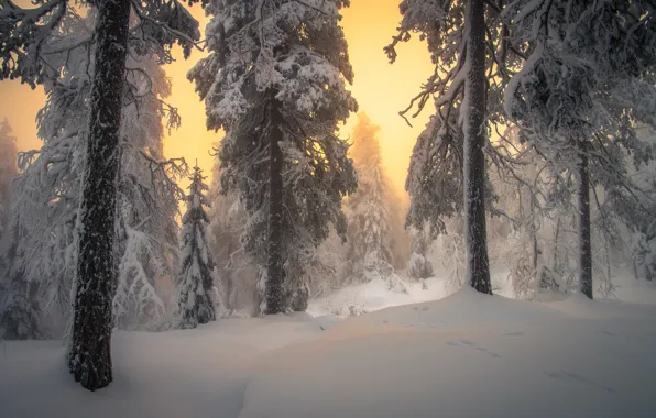 Картинка зима, лес, снег, деревья, сугроб, заря