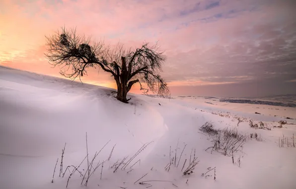 Зима, снег, закат, природа, дерево