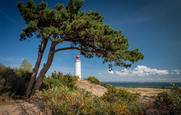 Картинка дерево, побережье, маяк