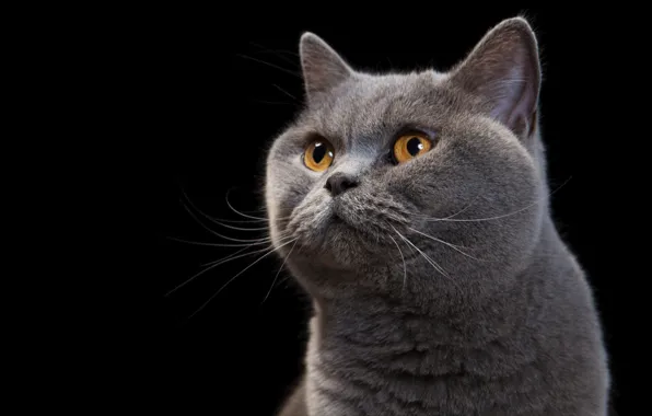 Кошка, кот, взгляд, серый, портрет, черный фон, британский, британец