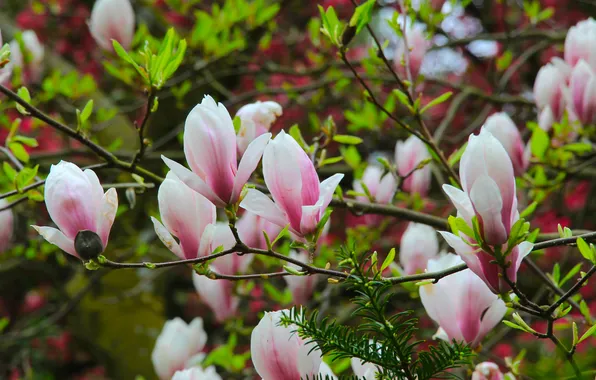 Flower, spring, magnolia, twig