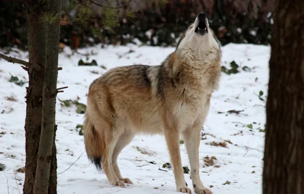 Картинка nature, predator, animal, wolf, wildlife, portrait., Canis lupus. face • wolf • portrait • predator