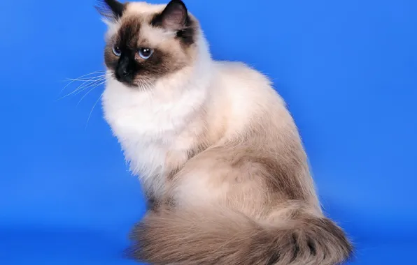 Картинка кошка, сибирская кошка, колор-пойнт, Невская маскарадная