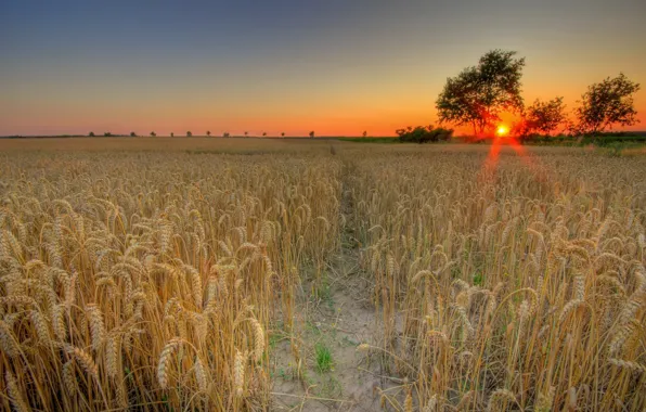 Пшеница, поле, солнце, закат