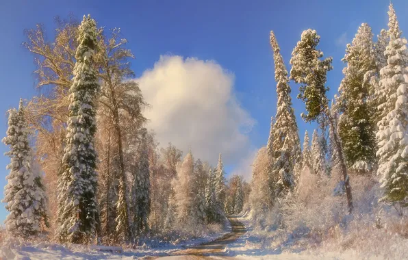Дорога, Зима, Красота, зимний лес, снега, Шварцман Евгений, Голубоое Небо, Деревья в снегу