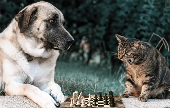 Зелень, кошка, лето, трава, кот, взгляд, морда, природа