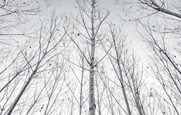 Картинка деревья, природа, берёзы