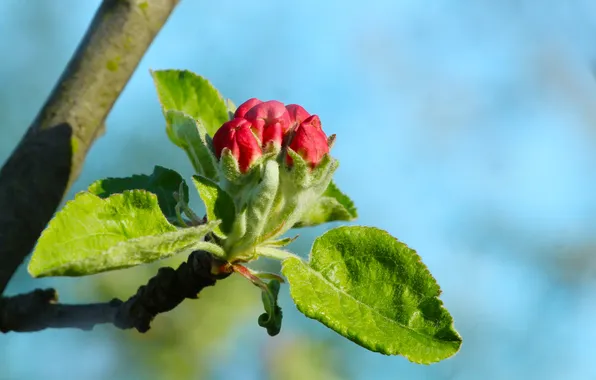 Spring, twig, flower bud