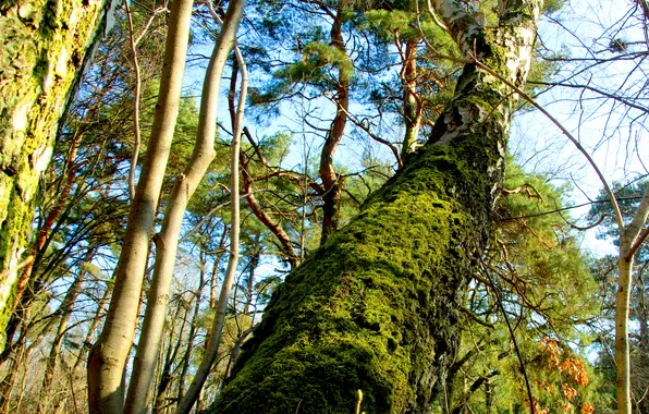 Forest, tree, forest moss