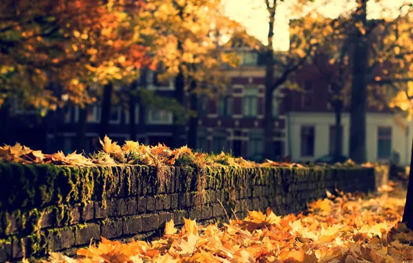 Картинка осень, город, улица