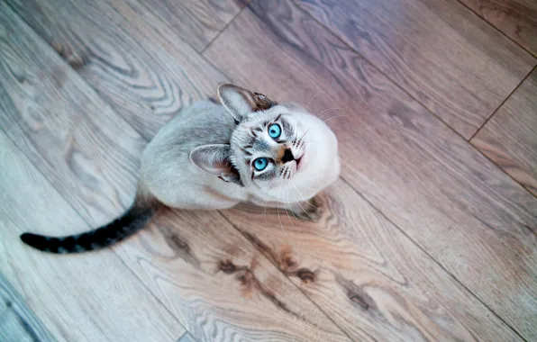 Кот, взгляд, Кошка, мордочка, голубые глаза, сиамский