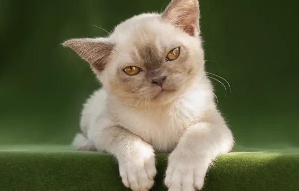 Кошка, взгляд, поза, котенок, мордашка, гремлин, ориентал, ориентальная кошка
