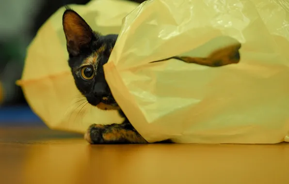 Глаза, кот, мешочек