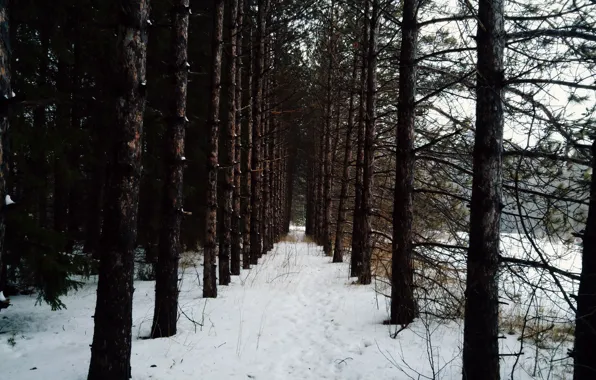 Картинка зима, лес, природа