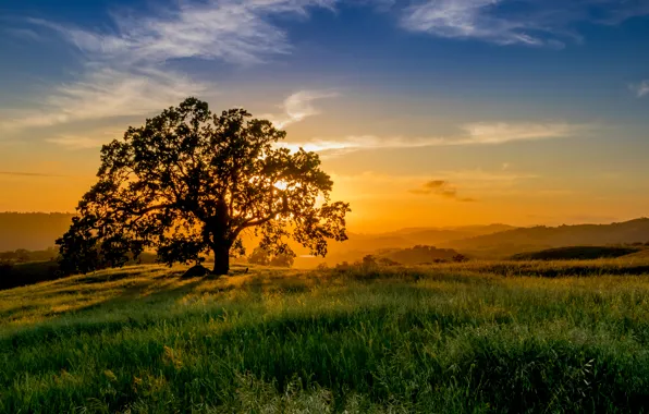 Картинка солнце, лучи, закат, дерево, луг, трава. горизонт