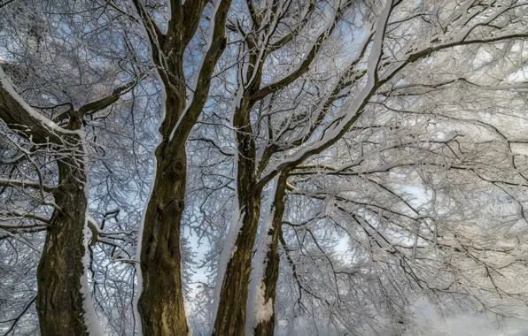 Зима, снег, деревья, ветки