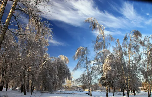 Зима, снег, деревья, природа, фото