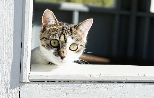 Кошка, кот, взгляд, окно
