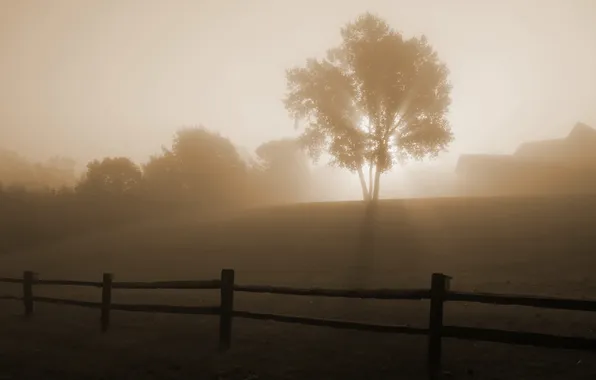 Картинка туман, дерево, рассвет, забор