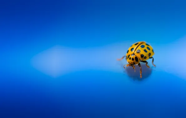 Картинка макро, жук, насекомое, Божья коровка, голубой фон