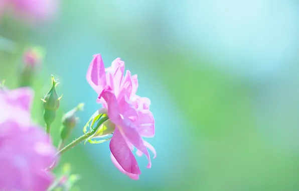 Картинка лето, макро, цветы, природа, настроение, розовый, япония