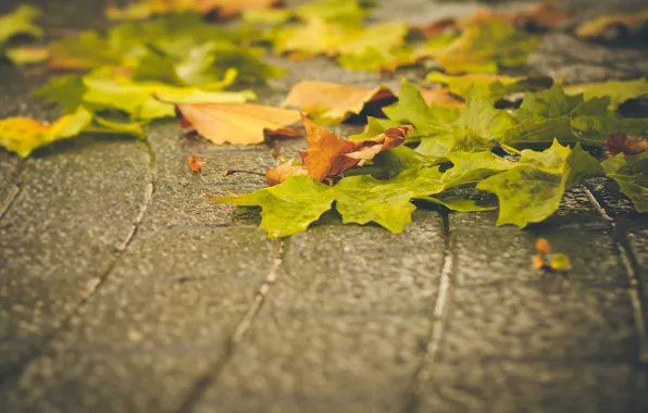 Осень, листья, клен