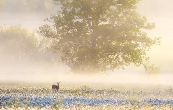 Картинка поле, лето, туман, олень, утро