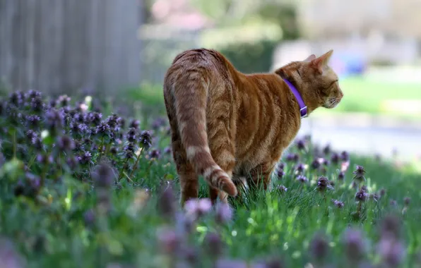 Картинка кошка, лето, цветы