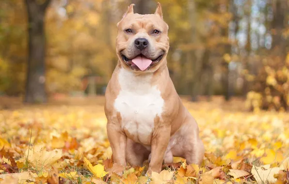 Картинка осень, листва, Собака