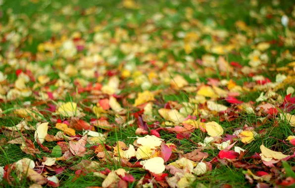 Картинка осень, трава, листья, размытость