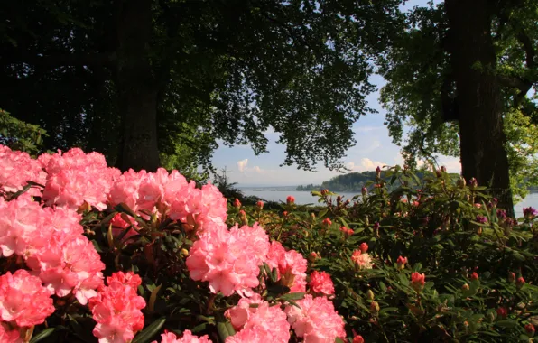 Цветы, Природа, Озеро, Деревья, Листья, Растения, Nature, Flowers
