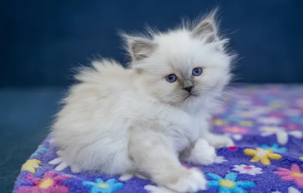 Кошка, белый, взгляд, котенок, портрет, лапки, ткань, коврик