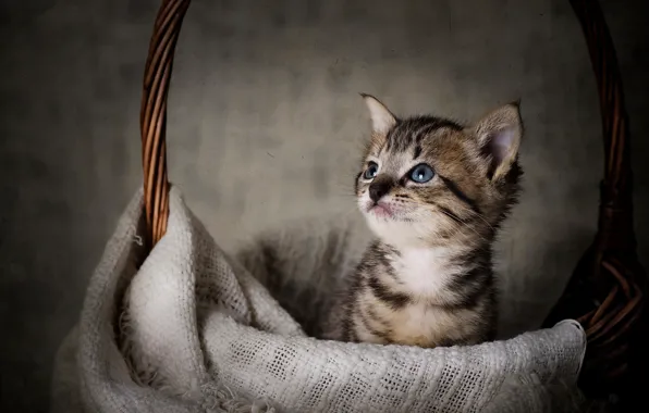 Корзина, малыш, мордочка, котёнок