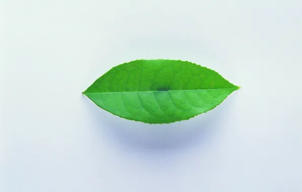 Лист, зеленый, тень