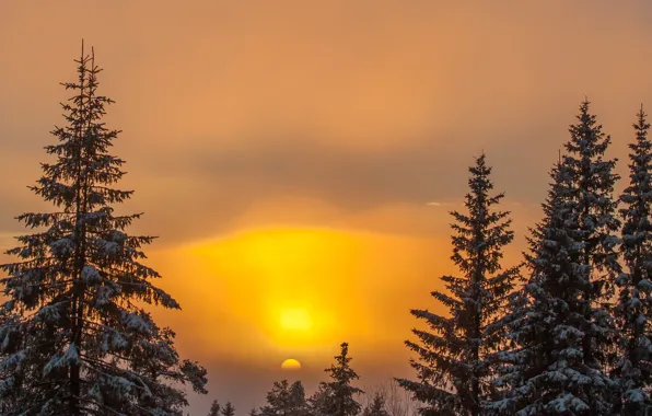 Картинка зима, небо, солнце, снег, деревья, закат, природа, фон