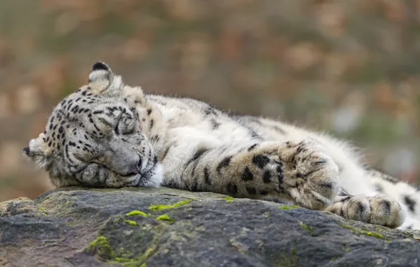 Картинка кошка, отдых, камень, сон, спит, ирбис, снежный барс, ©Tambako The Jaguar