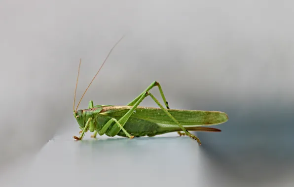 Картинка крупный план, насекомое, серый фон, close-up, gray background, green grasshopper, зеленый кузнечик