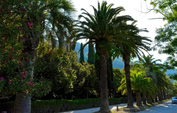Природа, Деревья, Пальмы, Nature, Абхазия, Trees, Palms, Abkhazia