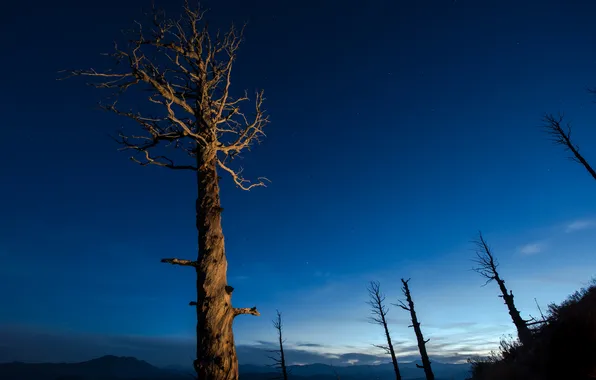Свет, деревья, горы, ночь, тучи, природа