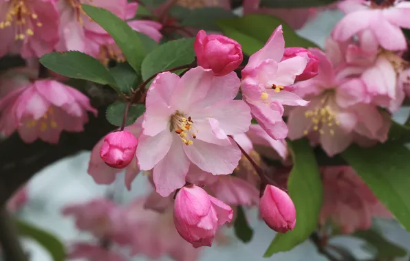 Макро, розовый, весна, цветение