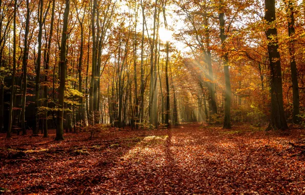 Картинка лес, солнце, лучи, деревья, Осень, листопад