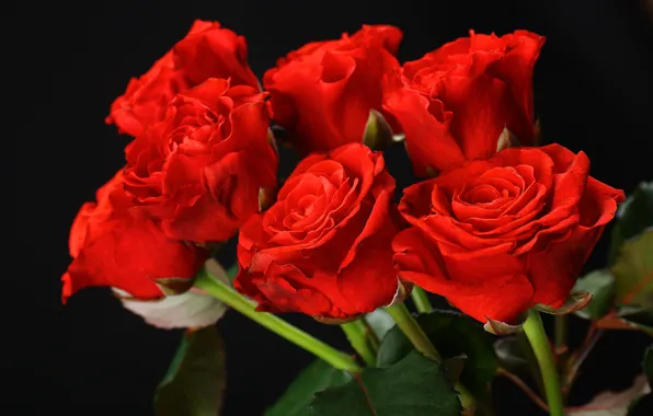 Розы, букет, красные, red, flowers, roses