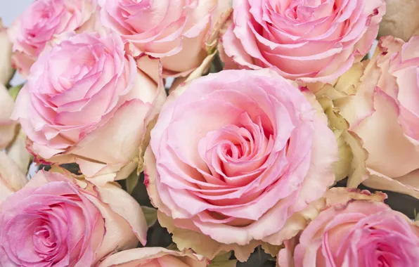 Розы, букет, бутоны, pink, flowers, roses, нежная роза