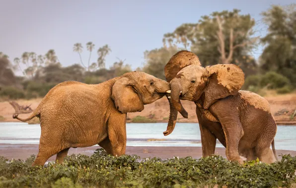 Картинка elephants, Africa, fighting, wildlife, Kenya, Samburu