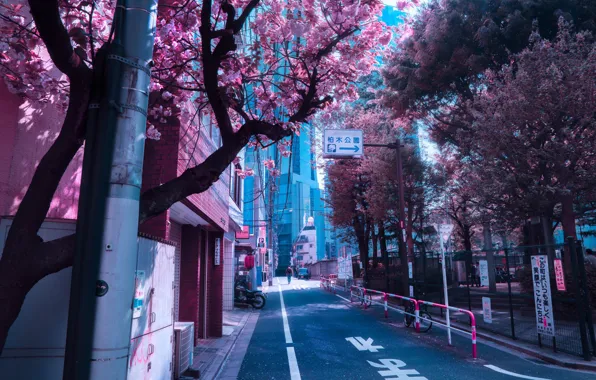 Картинка Япония, Japan, цветение весной, городская улица