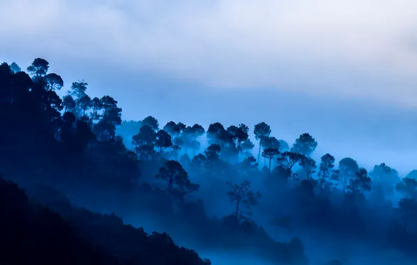 Облака, деревья, горы, туман, Индия, Уттаракханд, Каусани