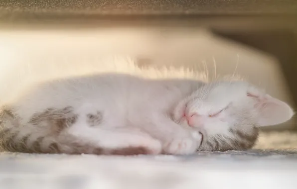 Малыш, спит, котёнок
